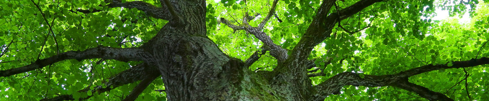 Estrutura da Sociedade